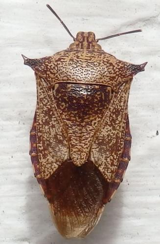 Alcaeorrhynchus grandis